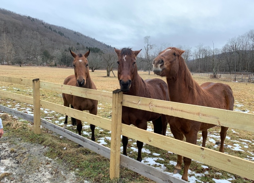 J&S Creekside Cabins horseback riding 2